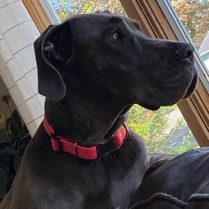 10K 🌟 
$20 (3) short sleeve tops or tank tops